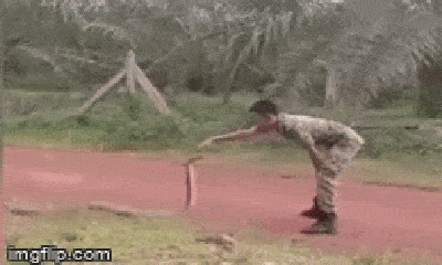 Video: Chàng quân nhân dùng tay không bắt rắn hổ mang chúa cực độc