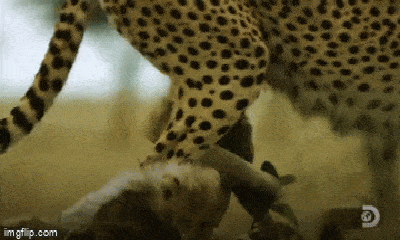 Video: Báo mẹ mải miết săn mồi khiến đàn con suýt trở thành bữa trưa của chó rừng