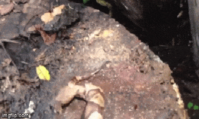 Video: Đầu lìa khỏi thân, rắn độc bất ngờ há miệng đớp đuôi 