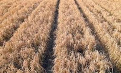 Video: Trung Quốc trồng hơn 300 ha lúa trên sa mạc