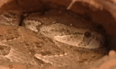 Video: Đụng độ kẻ thù không đội trời chung, đàn cầy vằn Meerkat hung hăng tấn công rắn độc