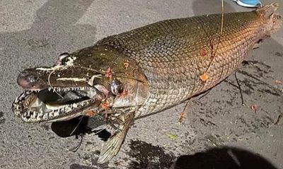 Hà Nội: Phát hiện xác cá sấu hỏa tiễn trong Công viên Thống Nhất