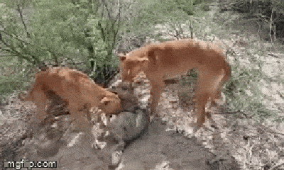Video: Chó sói bị hai con chó săn cắn chặt vào cổ họng, số phận nó sẽ ra sao?