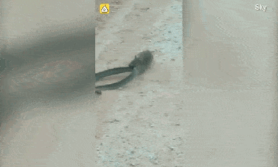 Video: Bị chuột tấn công, rắn 