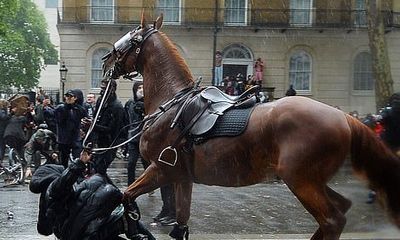 Anh: Nữ cảnh sát kỵ binh bị ngựa hất ngã dập phổi khi đối phó biểu tình