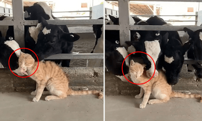 Video: Chú mèo đáng yêu được đàn bò sữa thi nhau 