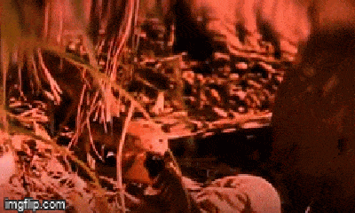 Video: Rắn hổ mang chúa tung nhát cắn chí tử, hạ gục con mồi