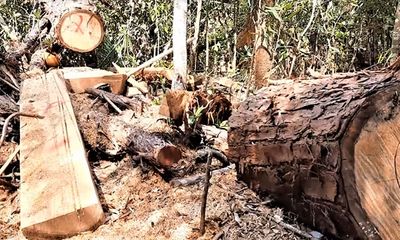 Đắk Lắk chỉ đạo điều tra, xử lý tình trạng phá rừng pơmu