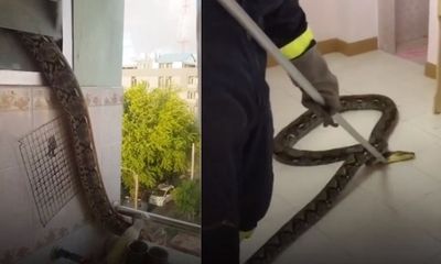 Video: Chủ nhà suýt ngất khi phát hiện trăn khổng lồ trong nhà tắm