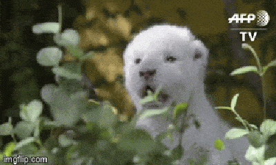 Video: Sư tử trắng siêu hiếm chào đời ở vườn thú Tây Ban Nha