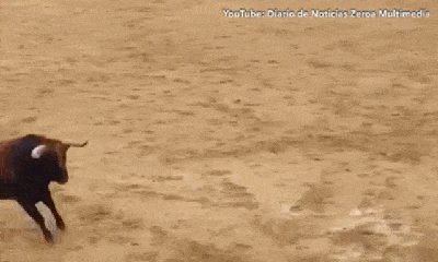 Video: Điên cuồng lao vào húc nhau, 2 con bò tót 
