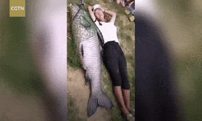 Video: Bắt được cá trắm nặng hơn 50kg, to bằng người trưởng thành