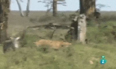 Video: Bị sư tử truy sát, ngựa vằn tung đòn 