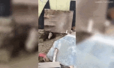 Video: Rùng mình cảnh nam thanh niên thò tay vào trong hang bắt hổ mang chúa hung dữ