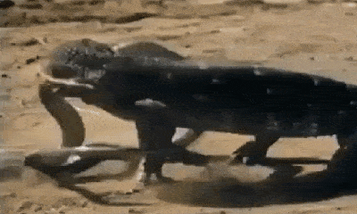 Video: Hổ mang chúa phun nọc độc bị kỳ đà quật lên quật xuống không thương tiếc