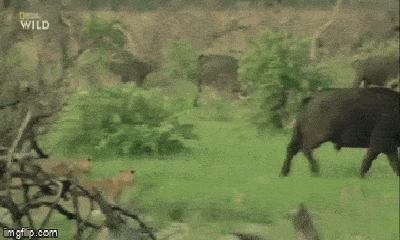 Video: Đi săn cùng bầy, sư tử chạy té khói khi bị trâu rừng nổi điên phản công