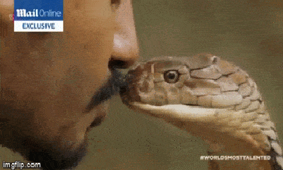Video: Thót tim khoảnh khắc chàng trai liều mình trao nụ hôn cho rắn hổ mang chúa