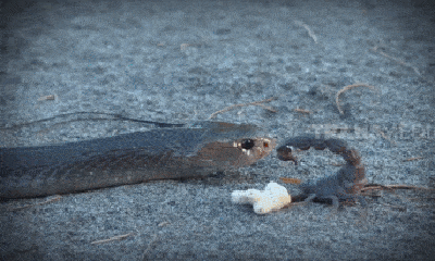 Video: Bọ cạp đụng độ rắn hổ mang cực độc và cái kết ngỡ ngàng