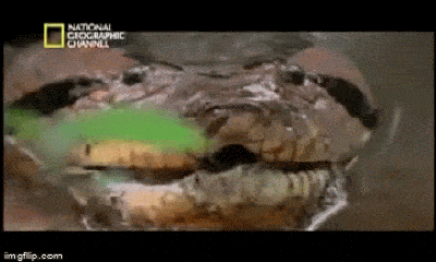 Đại chiến sống còn giữa đầm lầy: Trăn khổng lồ Anaconda giết chết cá sấu Caiman