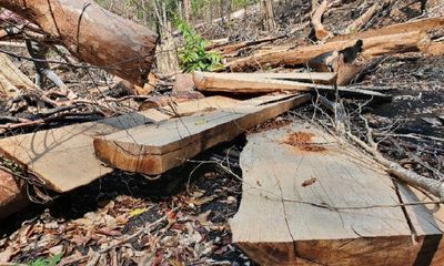 Gia Lai: Tạm giữ 6 đối tượng để điều tra vụ phá rừng, khai thác trái phép 103m3 gỗ 