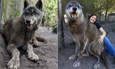 Video: Kích thước khổng lồ của sinh vật lai giữa sói xám, chó chăn cừu Đức và Husky Siberia
