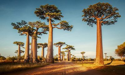 Video: Mục sở thị những cây bao báp khổng lồ 800 tuổi