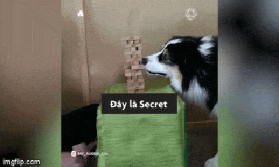 Video: Chú chó có biệt tài chơi trò rút gỗ cực siêu