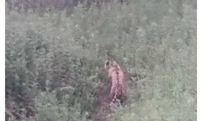 Video: Vồ trượt lợn rừng, hổ amur ngã bổ ngửa ra đất