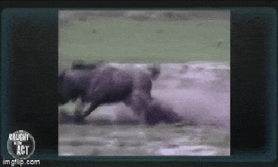 Video: Linh dương đầu bò nổi cơn điên húc bầy chó hoang tan tác