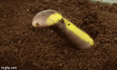 Video: Kỳ lạ loài vật bóng nhẫy có thân hình giống giun nhưng nọc độc như rắn