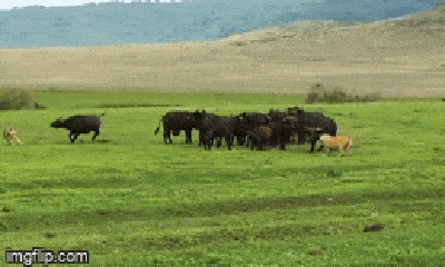 Video: Điên cuồng chống trả, đàn trâu rừng bất lực nhìn sư tử ăn thịt con non
