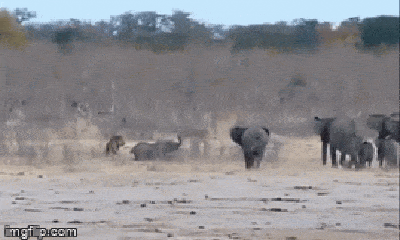 Video: Nằm chờ chết dưới vuốt sư tử, voi con được cả bầy hỏa tốc tới giải cứu