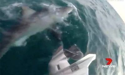 Video: Cá mập trắng dài 4m lao lên cắn động cơ thuyền, ngư dân hốt hoảng