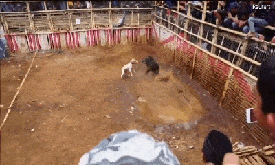 Video: Bị chó săn hung dữ dồn vào góc, lợn rừng điên tiết quay sang cắn xé, húc văng đối thủ