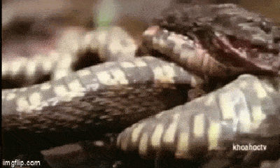 Video: Cắn nhầm ếch vàng, rắn độc bất ngờ sùi bọt mép, chết tươi