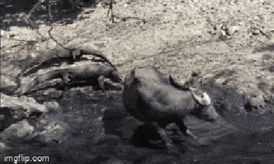 Video: Rồng Komodo hạ gục trâu nước to gấp 5 lần bằng chiêu thức đặc biệt