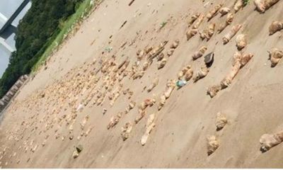 Video : Hàng nghìn chiếc chân giò lợn dạt vào bờ biển Trung Quốc không rõ nguyên nhân