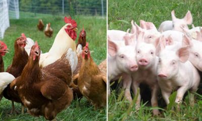 Vì sao Hà Nội cấm nuôi lợn, gà ở 12 quận từ 1/8?