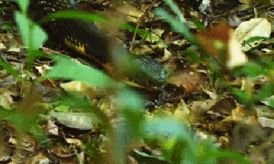 Video: Đụng độ hổ mang chúa dài 4m, rắn cực độc Viper Malabar nhận cái kết đầy bi thảm