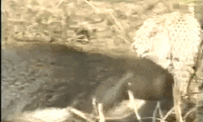 Video: Cầy Mangut trừng trị rắn hổ mang cực độc và cái kết cay đắng cho kẻ thua cuộc