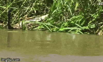 Cuộc chiến sinh tồn: Kéo báo đốm xuống nước hòng chiếm lợi thế, cá sấu Caiman phải trả giá đắt