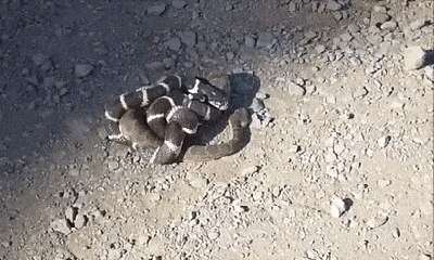 Video: Đụng độ rắn vua, rắn đuôi chuông bị kẻ săn mồi cắn nát đầu rồi nuốt chửng