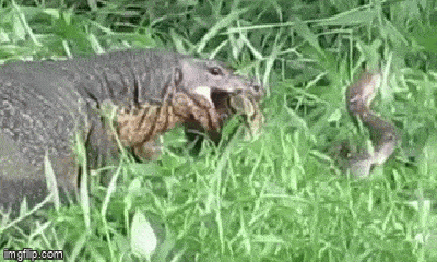 Video: Kỳ đà Monitor sử dụng bộ hàm sắc bén cắn đứt đầu trăn vua