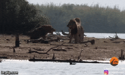 Video: Sư tử bị đánh hội đồng, hà mã lững thững vào 