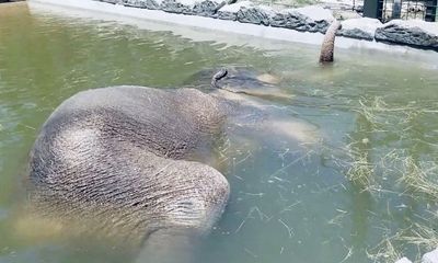  Video: Ngộ nghĩnh chú voi nghĩ ra sáng kiến dùng vòi làm ống thở khi ngủ dưới bể nước