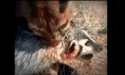 Video: Bị báo sư tử cắn chặt cổ, lửng mật bất ngờ 