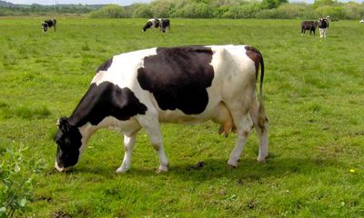 Mộc Châu Milk báo lãi nửa đầu năm tăng hơn 40%