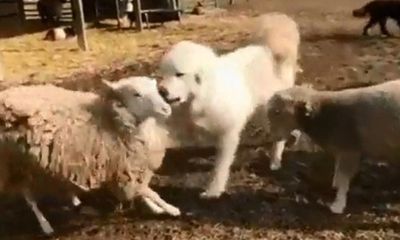 Video: Hai con cừu xông vào đánh nhau, chó bất ngờ lao tới can ngăn