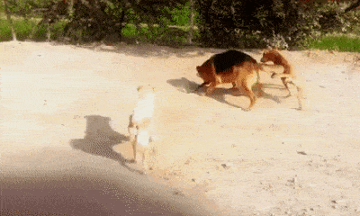 Video: Bị 3 con chó nhà bao vây, hổ mang chúa bất lực để con mồi cắn xé đến chết