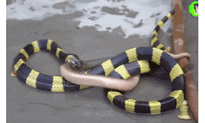 Video: Bị rắn cạp nia phun nọc độc, rắn nước nhận cái kết bi thảm
